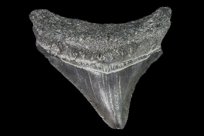 Juvenile Megalodon Tooth - Georgia #101395